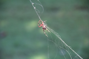 Creepy spider that I almost walked into.  We are going to find the name of this one...